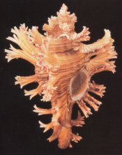 rose murex